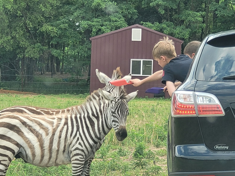 Animals injured; some killed by cars at Shamba Safari