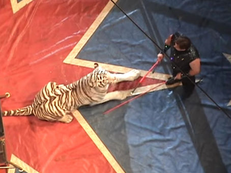 Feds cite Adam Burck again; Royal Bengal Tigers living in travel cages for more than 18 months