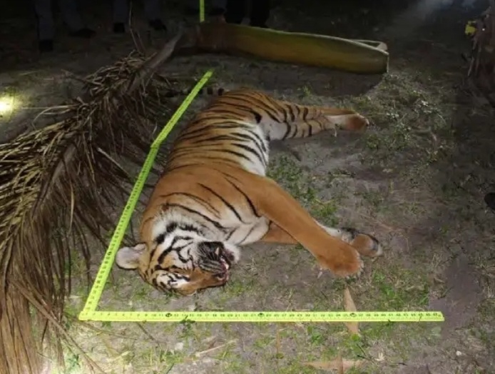 Report shows aftermath of Naples Zoo tiger mauling