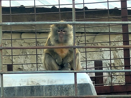 Animal Haven Zoo cited with three more violations bringing total to 14 violations in seven months