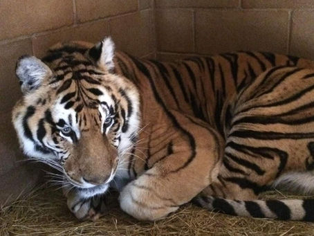 Tiger Creek Animal Sanctuary sued by Animal Legal Defense Fund