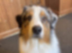 An Australian shepherd named Charlie was allegedly victimized by Thiel, who sent videos of the abuse to Boudreau.