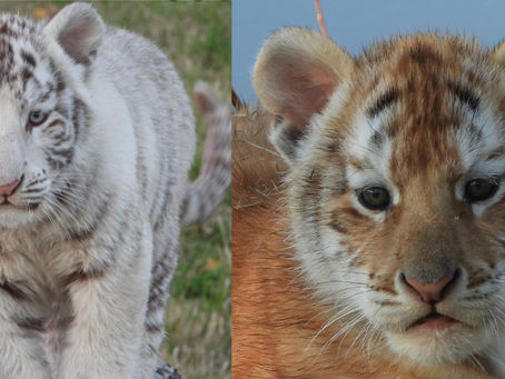 Shalom Wildlife Sanctuary tiger cub death toll rises to five after two cubs drown in icy pond