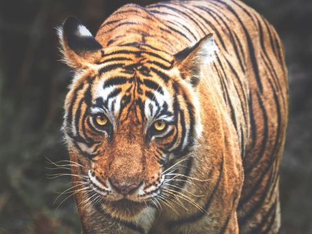 TIGER ATTACK: Tiger Haven Employee's arm nearly bitten off by a tiger