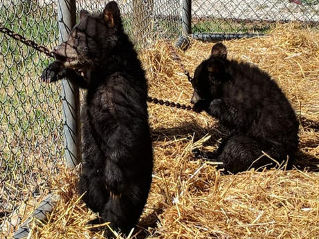 In 2019, a bear escaped Oswald's Bear Ranch and was later gunned down. Now, the feds want justice