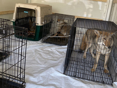 DNR testifies sanctuary smelled of "rotting flesh" and flies were chewing wolfdogs' ear tips off