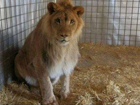 Bobcat dead; lion sent to another roadside zoo while some animals rescued in Michigan