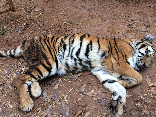 Royal Bengal Tigers and Nerger’s Tigers work together to neglect and exploit tigers