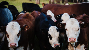 Queenslanders calling out for more cattle