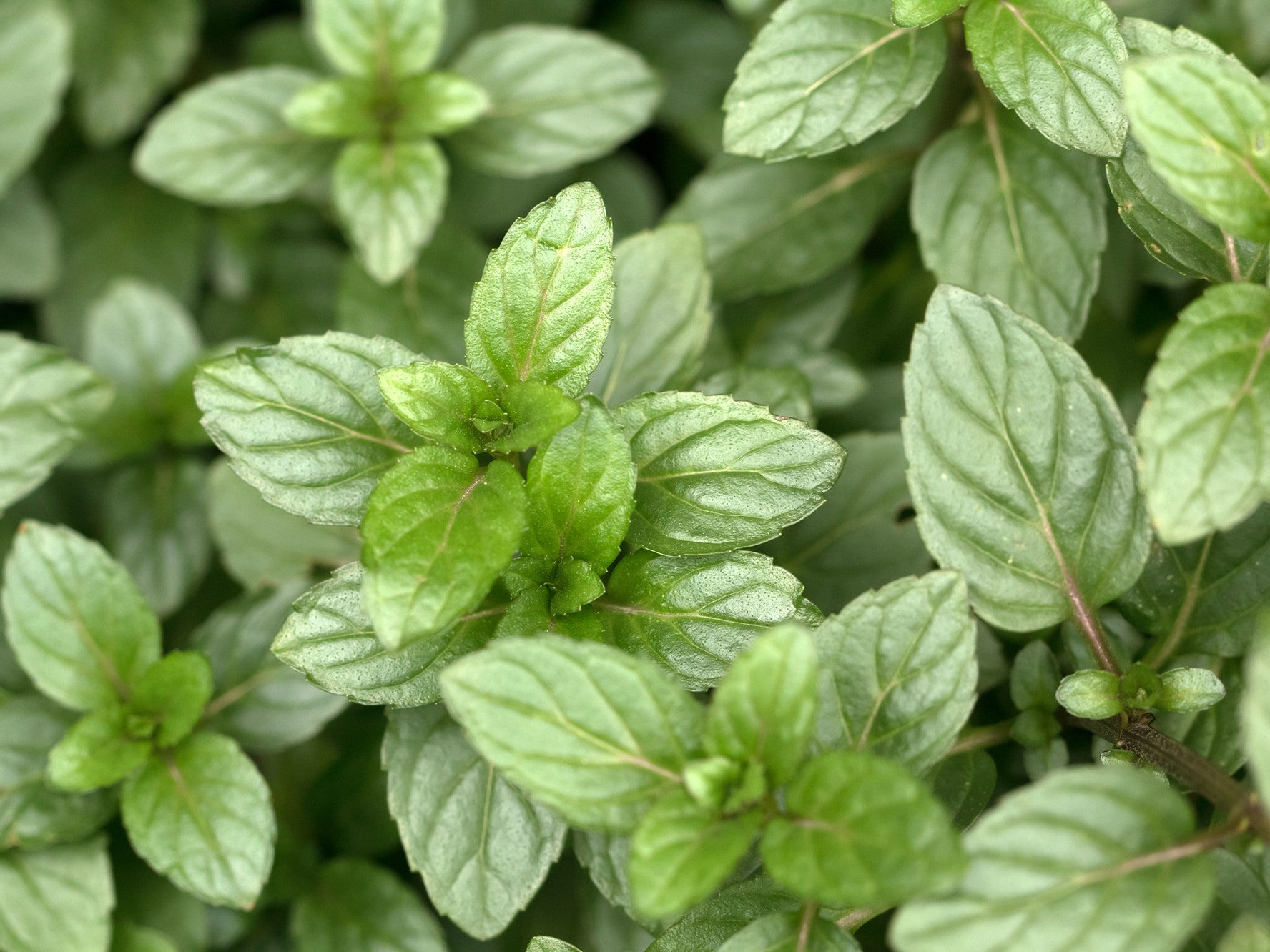 Mint - Assorted Varieties