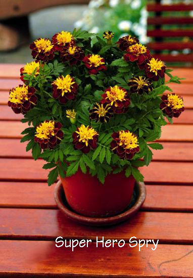 Thumbnail: Marigold