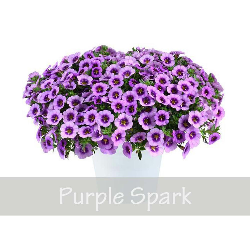 Thumbnail: Calibrachoa