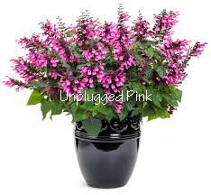 Thumbnail: Salvia - Annual