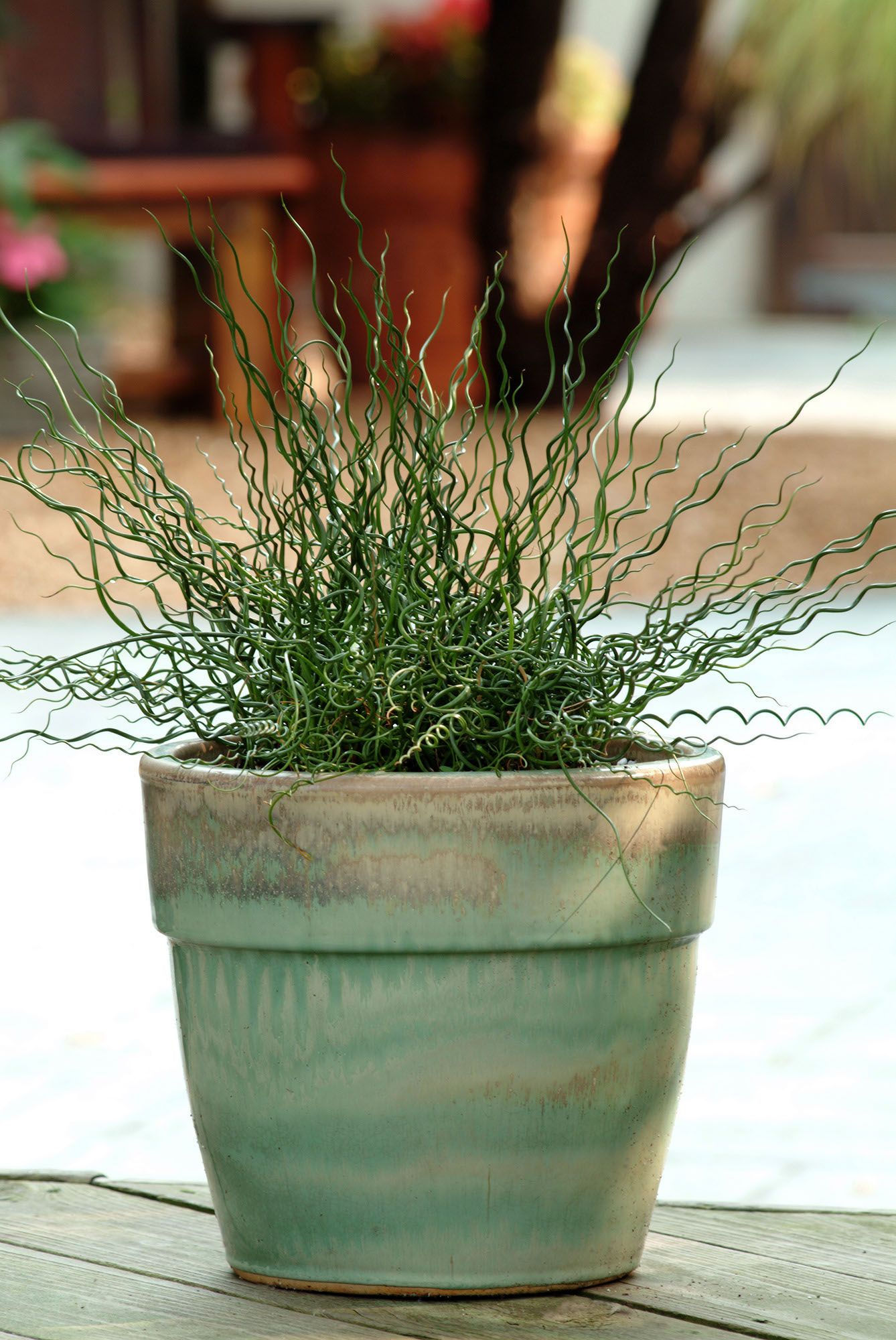 Juncus Twisted Arrow