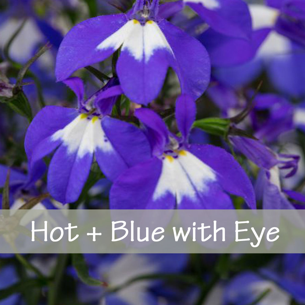 Lobelia - Hot Series 3-1/2" Pot