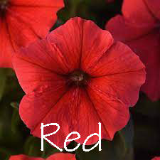 Thumbnail: Petunia - 4 Pack