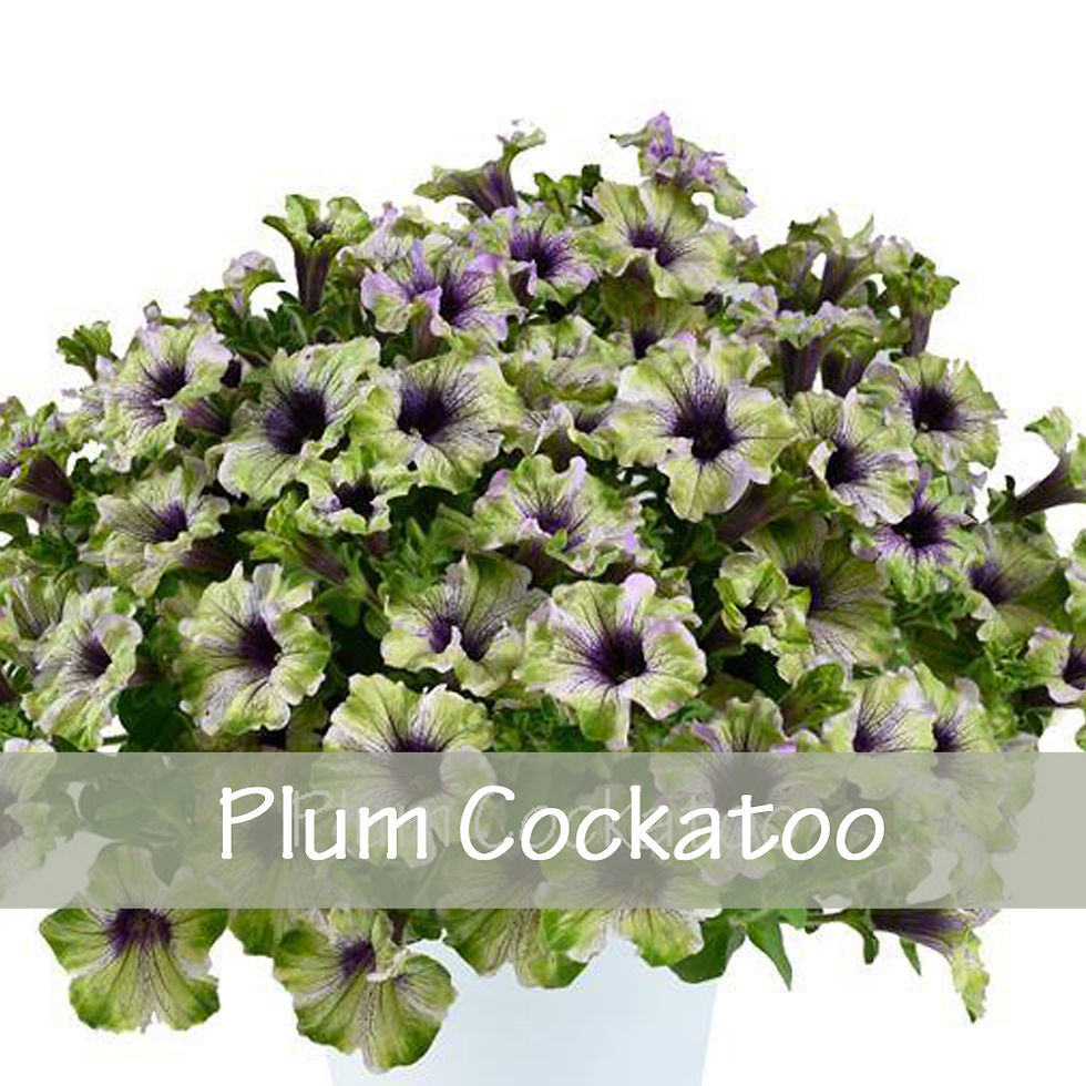 Thumbnail: Petunia - Singles