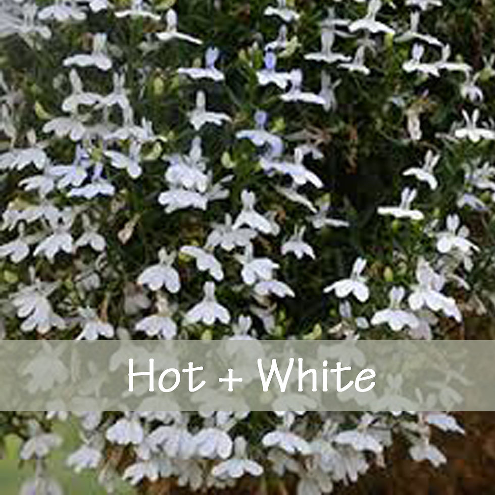 Thumbnail: Lobelia - Hot Series 3-1/2" Pot