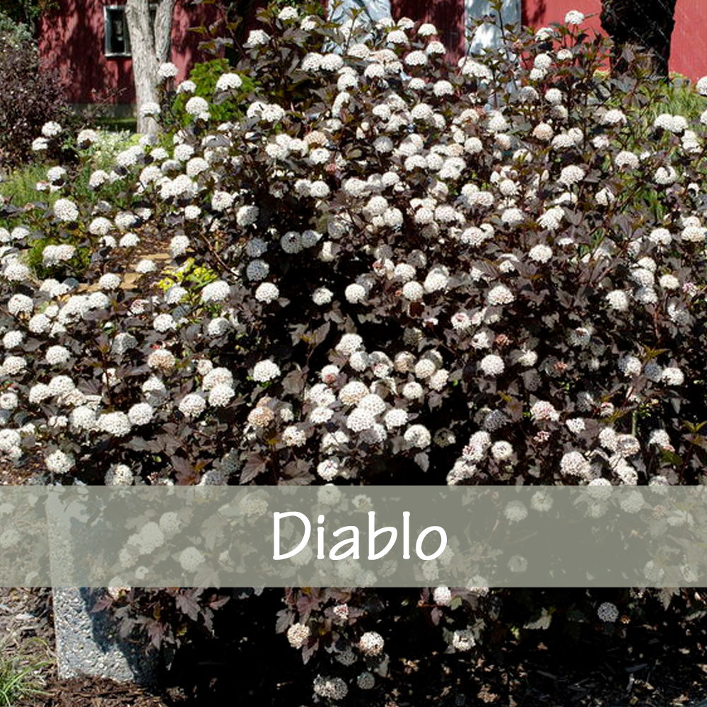 Ninebark Diablo