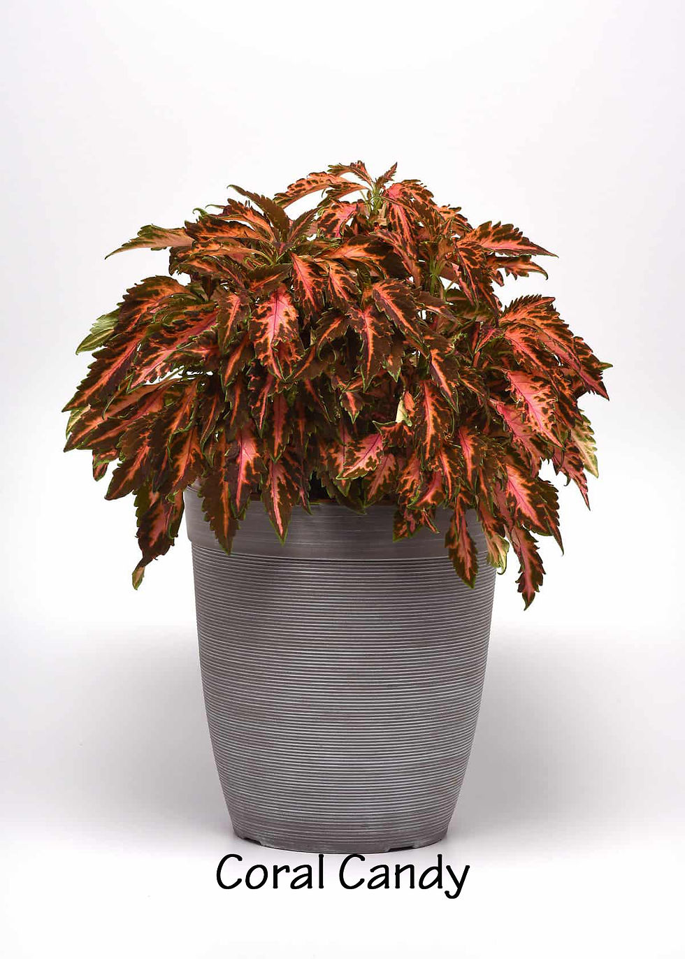 Thumbnail: Coleus