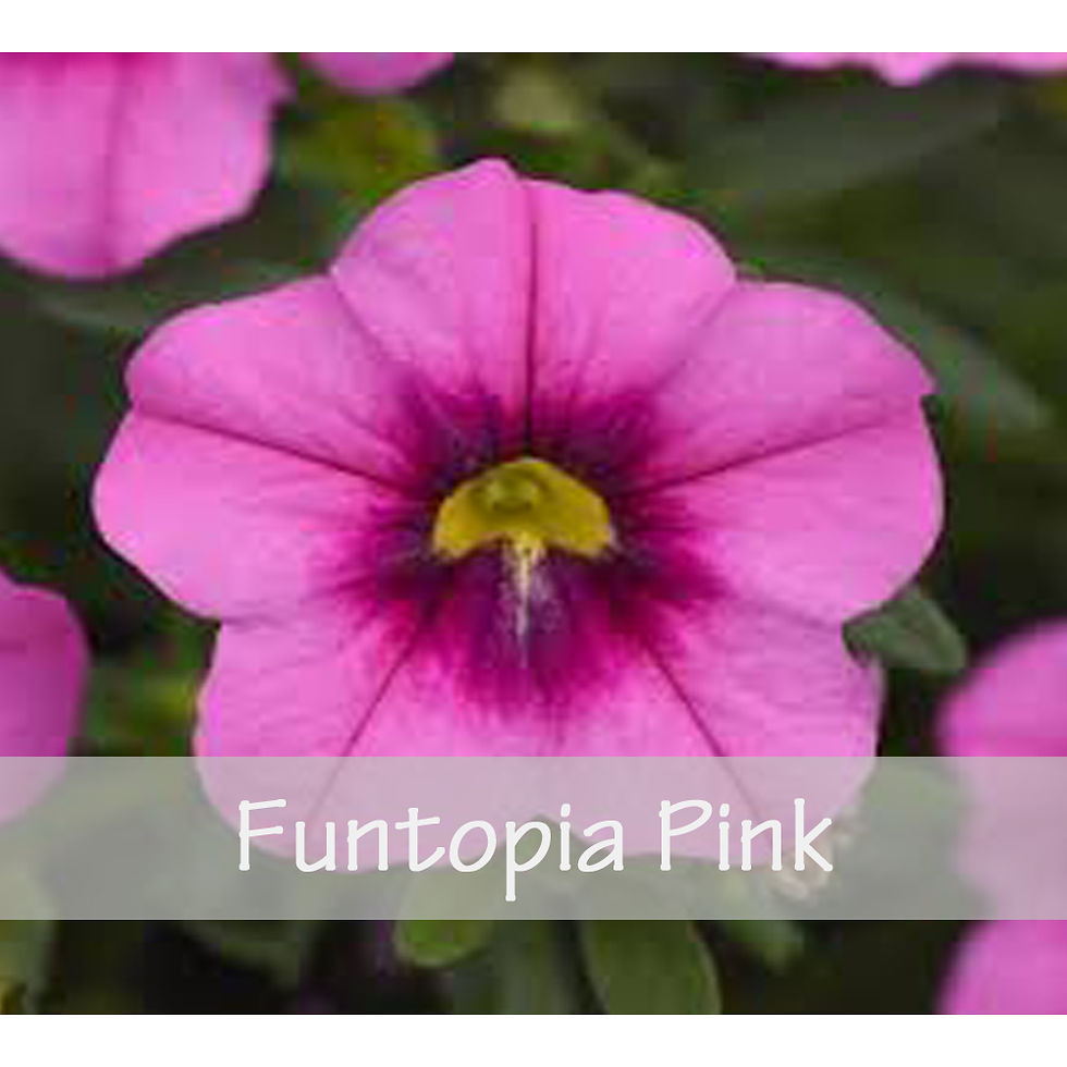 Thumbnail: Calibrachoa