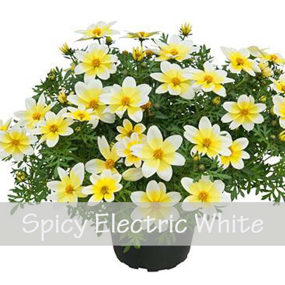 Bidens