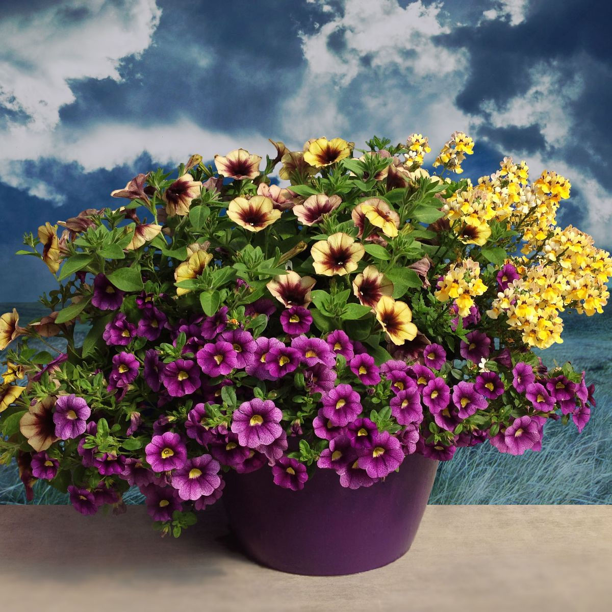 12" Hanging Basket Assorted Combo's