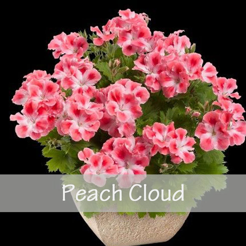 Thumbnail: Geranium Zonal