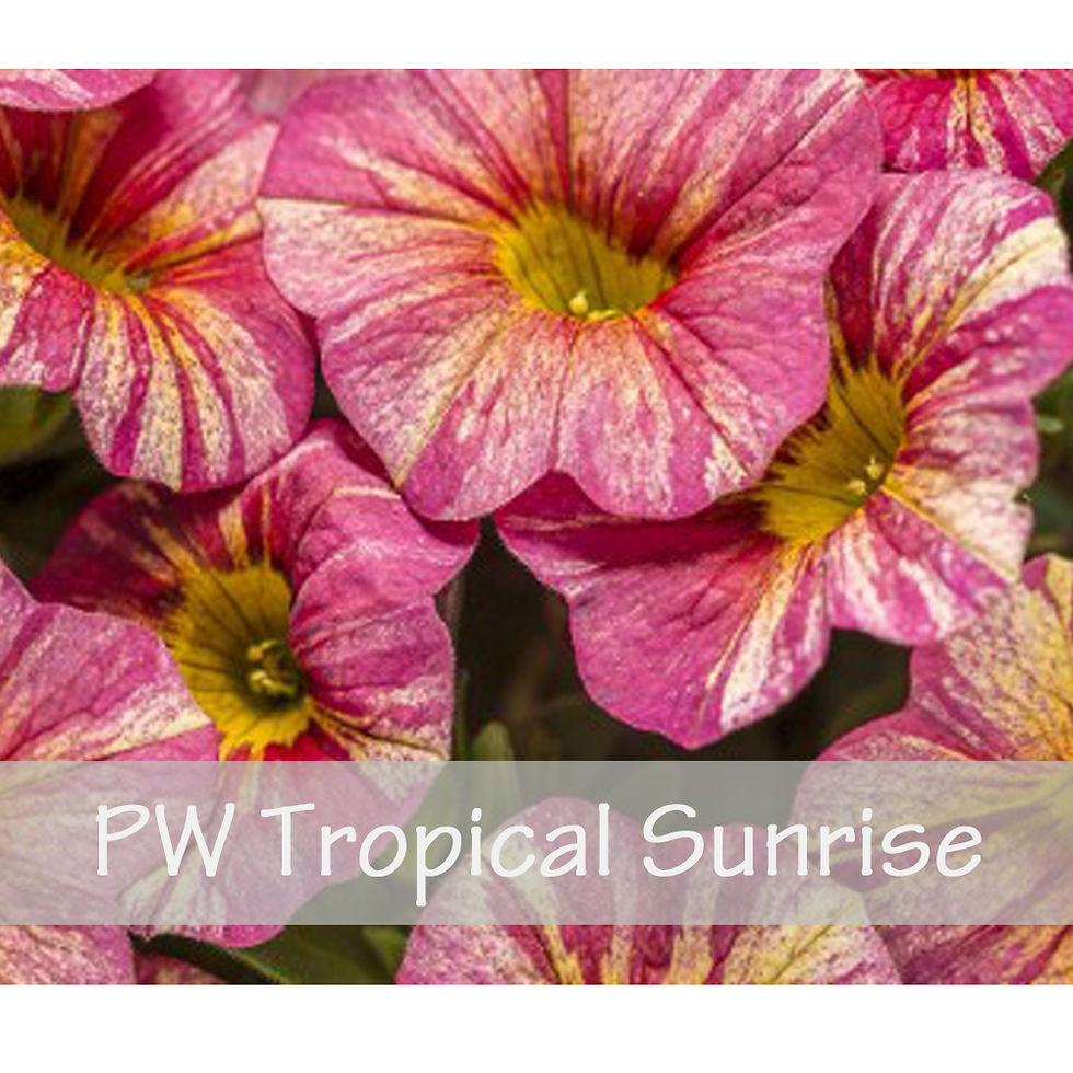 Thumbnail: Calibrachoa Proven Winner
