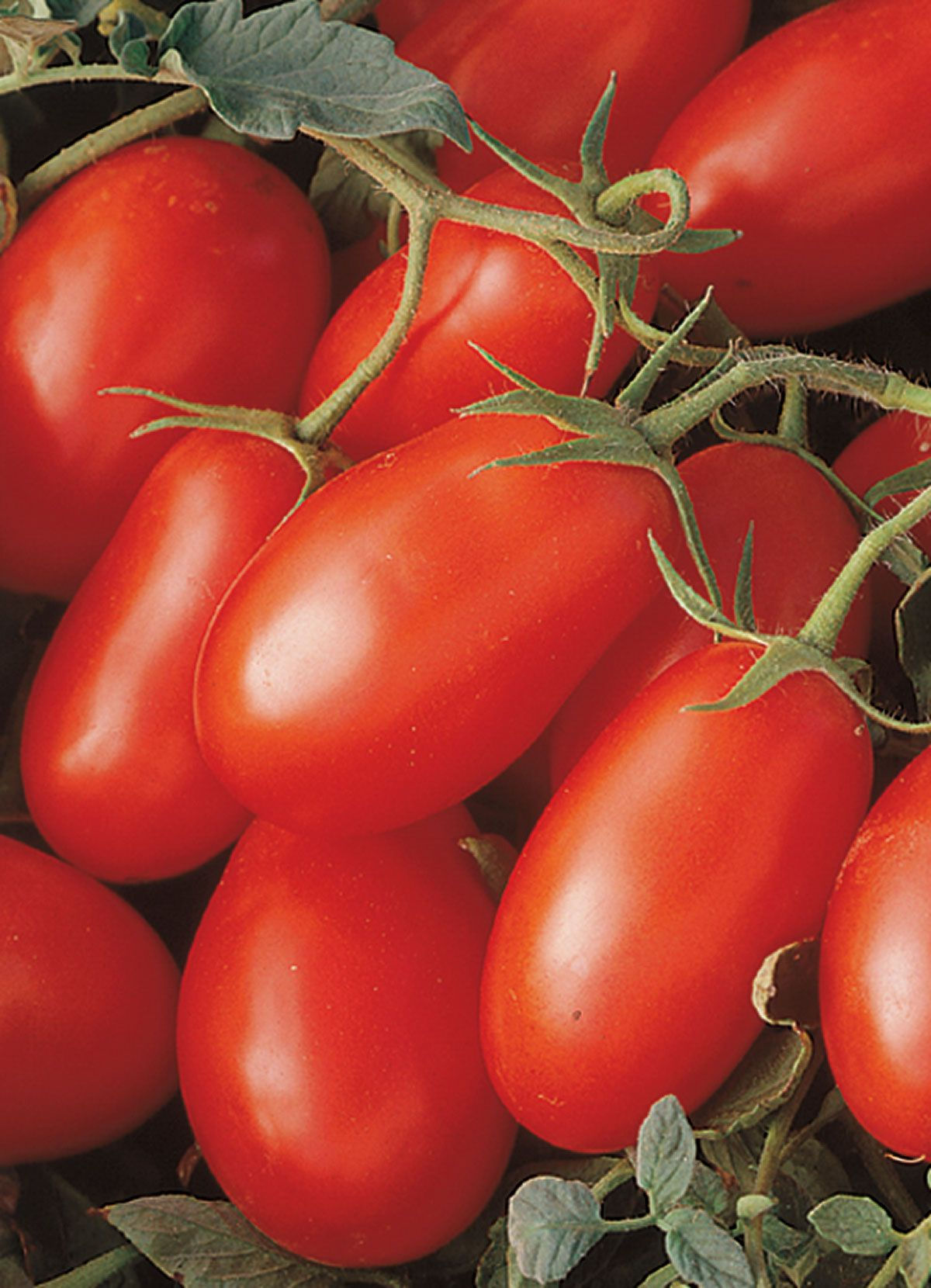 Tomato - Roma