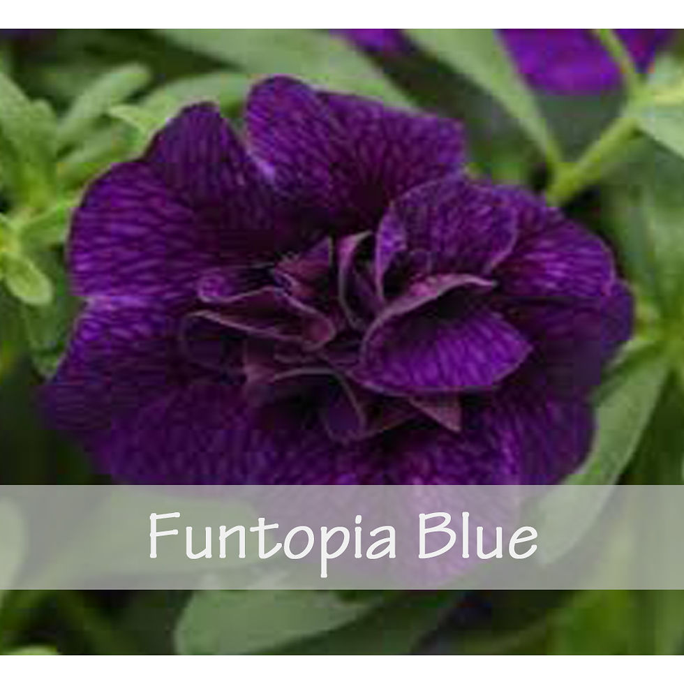Thumbnail: Calibrachoa