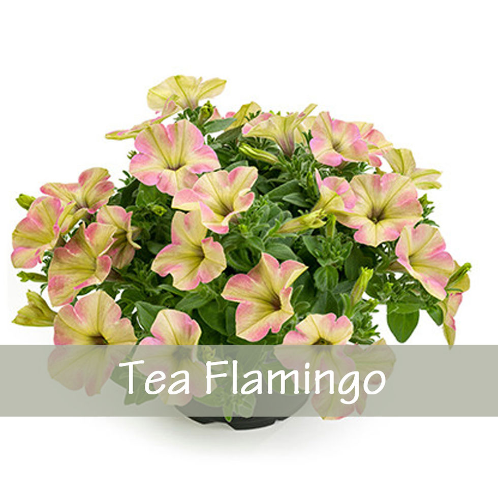 Thumbnail: Petunia - Singles