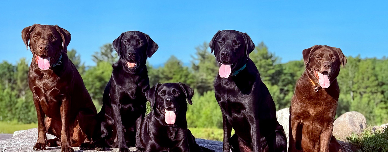 Labs