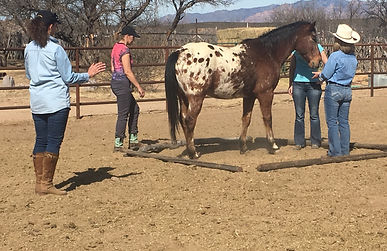 Couples Intensive with Horse Session