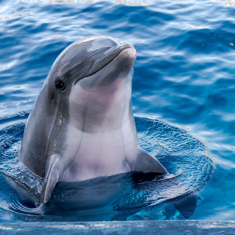 Vaquita Porpoise
