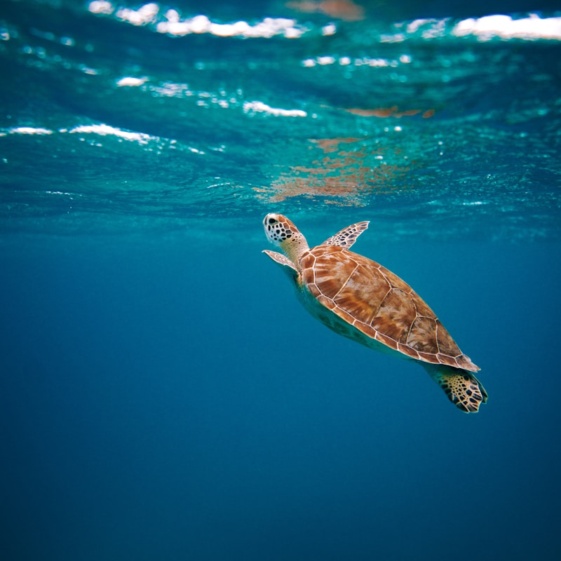 Hawksbill Sea Turtle
