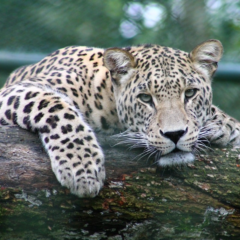 Amur Leopard