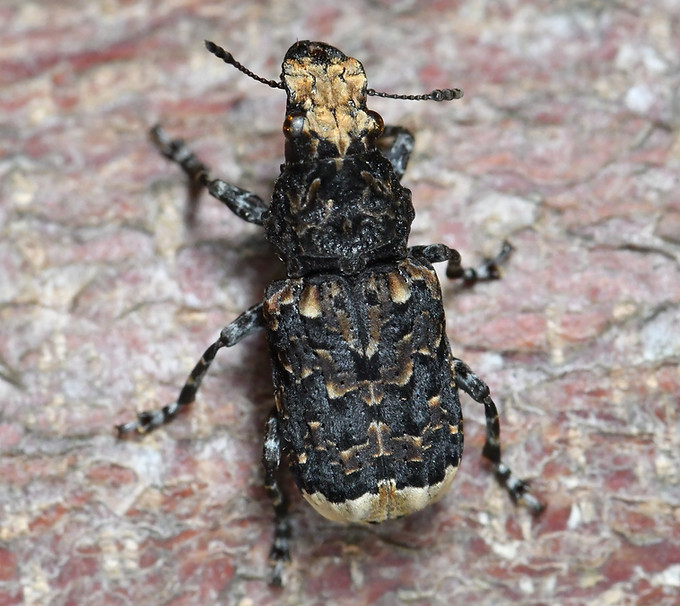 Scarce Fungus Weevil