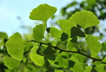 Close-up of Ginkgo Biloba leaves