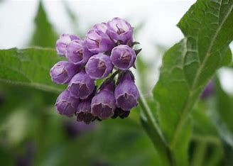 Eye-level view of comfrey leaves with droplets of water