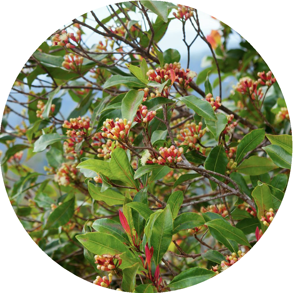 Close-up of blossoming myrtle plant