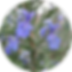 rosemary