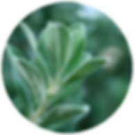 sage