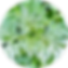 wormwood