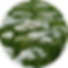 yarrow