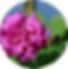 rose ZD