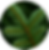 Close up of Fraser Fir