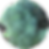 Tree wormwood