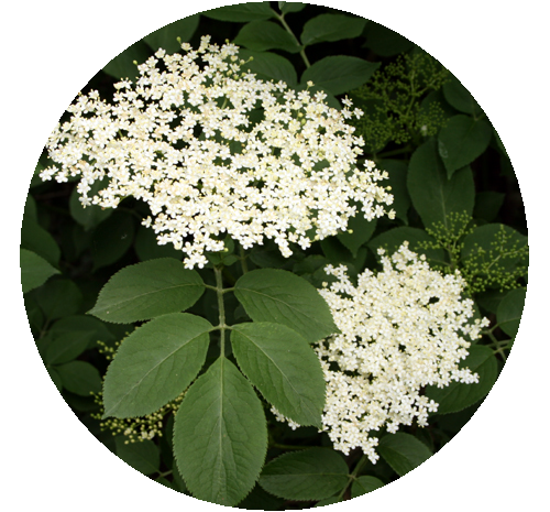 Elderflower blossoms, delicate white flowers