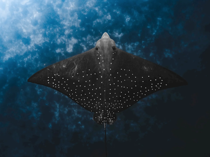 Thumbnail: Byron Bay Snorkel Tour at Julian Rocks